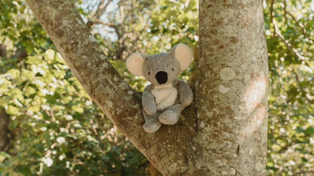 Limited Edition SENGER koala toy sitting on a tree branch outdoors, with blurred green foliage in the background - for Oskar's Wooden Ark in Australia