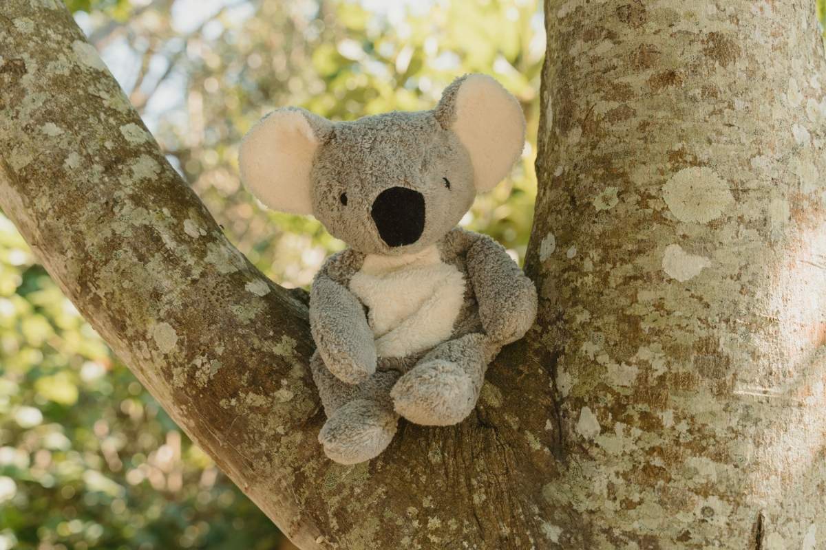 Limited Edition SENGER koala toy sitting on a tree branch outdoors, with blurred green foliage in the background.