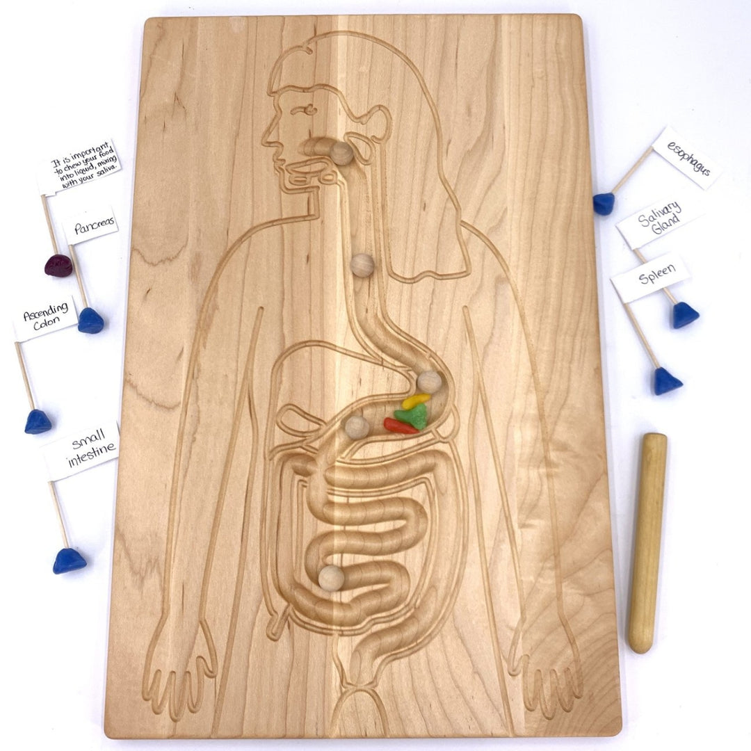 TFJ-6228 From Jennifer Reversible Circulatory and Digestive Board