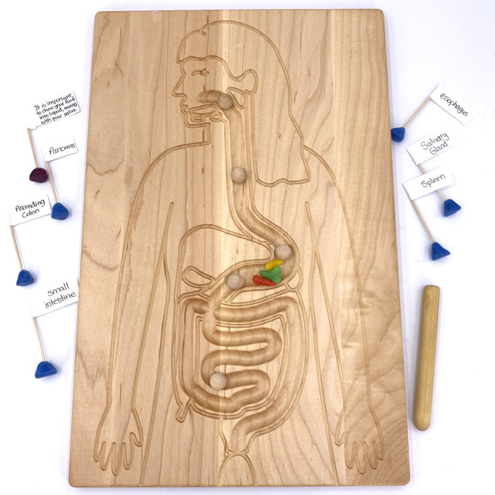 TFJ-6228 From Jennifer Reversible Circulatory and Digestive Board