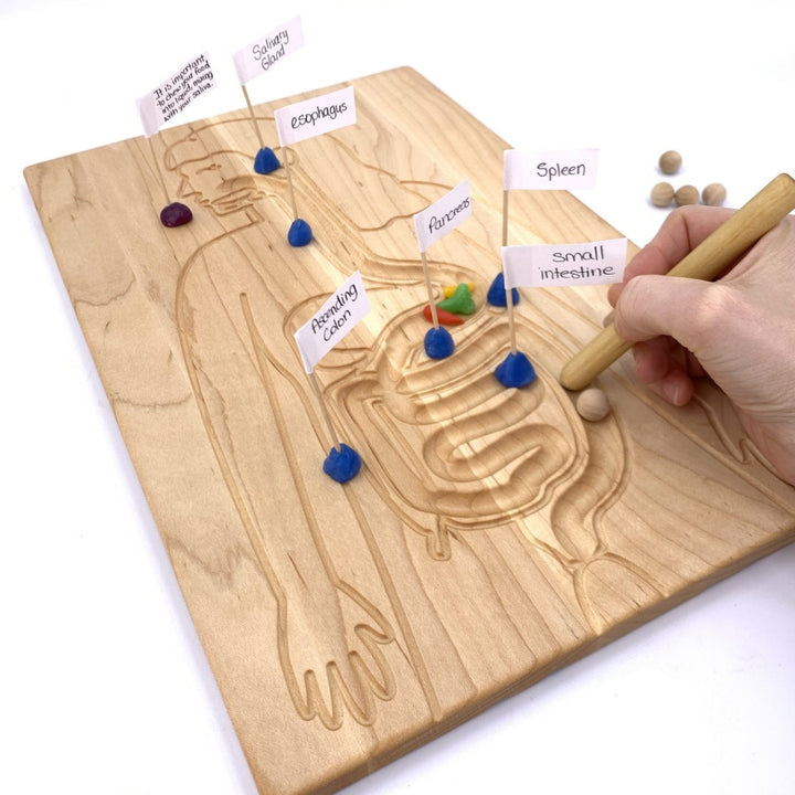 TFJ-6228 From Jennifer Reversible Circulatory and Digestive Board