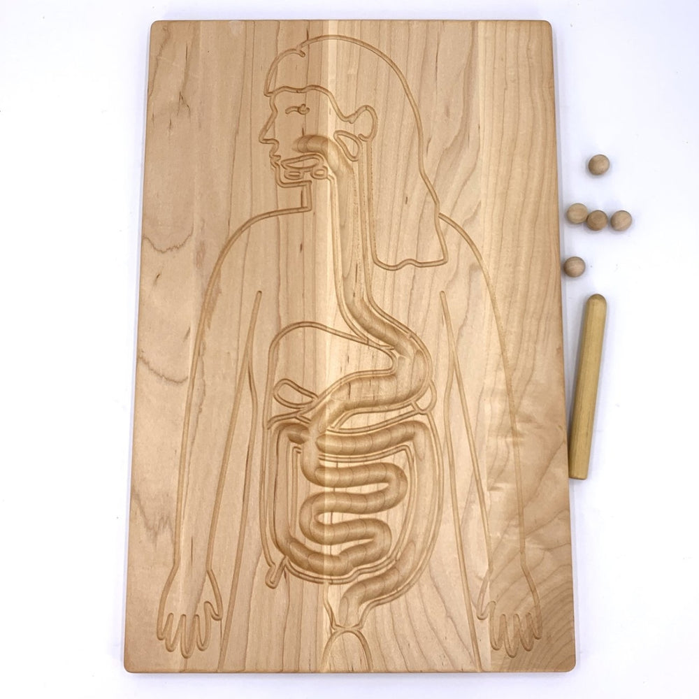TFJ-6228 From Jennifer Reversible Circulatory and Digestive Board