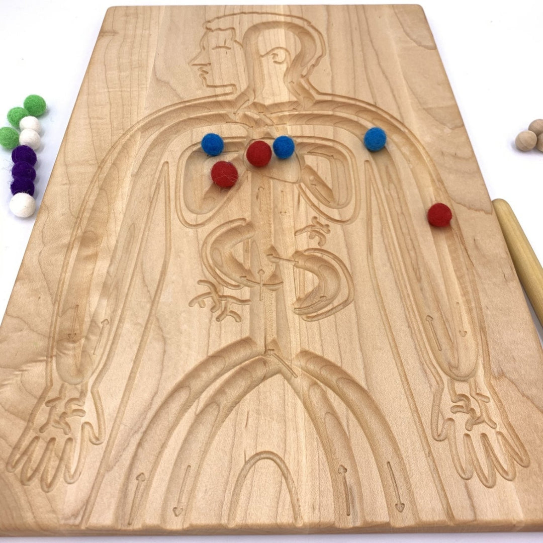 TFJ-6228 From Jennifer Reversible Circulatory and Digestive Board