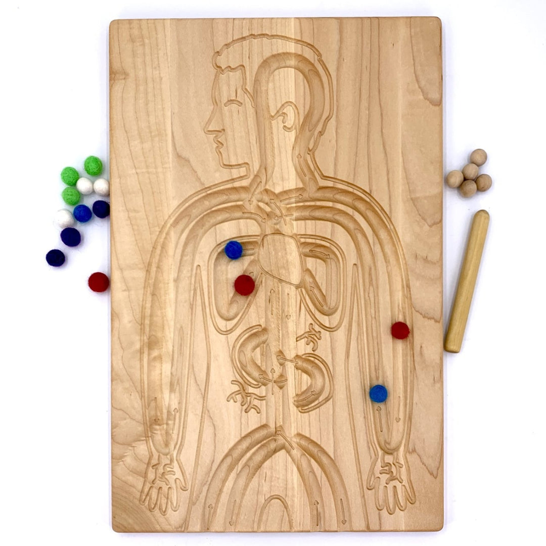 TFJ-6228 From Jennifer Reversible Circulatory and Digestive Board