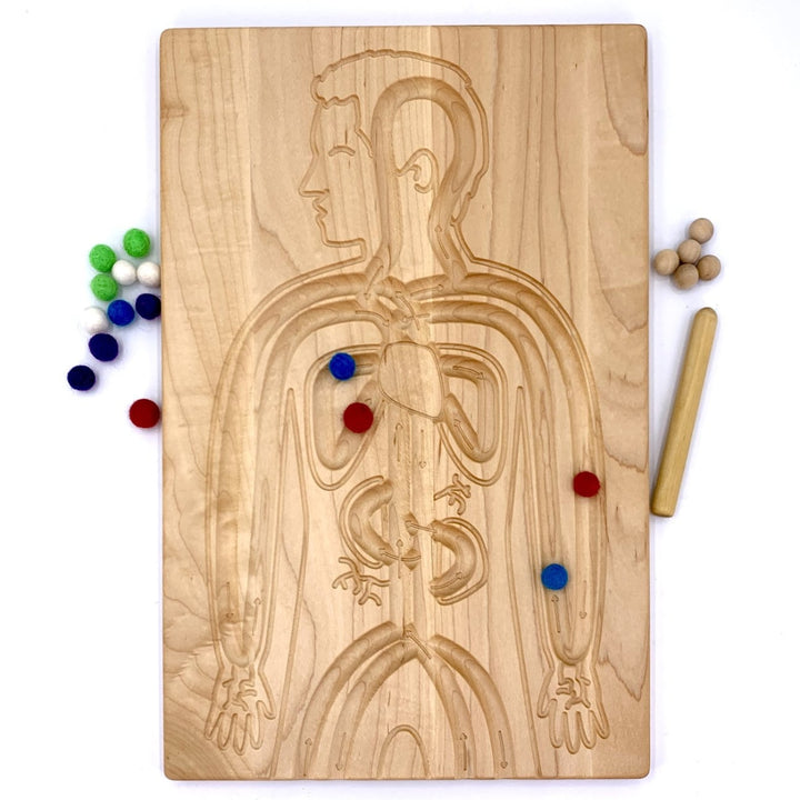TFJ-6228 From Jennifer Reversible Circulatory and Digestive Board