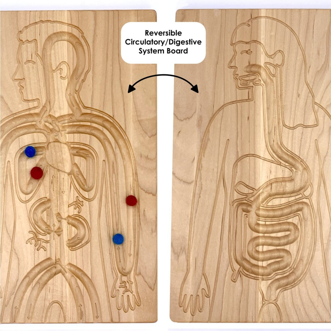 TFJ-6228 From Jennifer Reversible Circulatory and Digestive Board