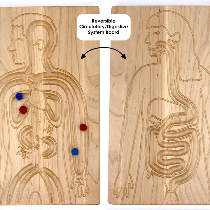 TFJ-6228 From Jennifer Reversible Circulatory and Digestive Board