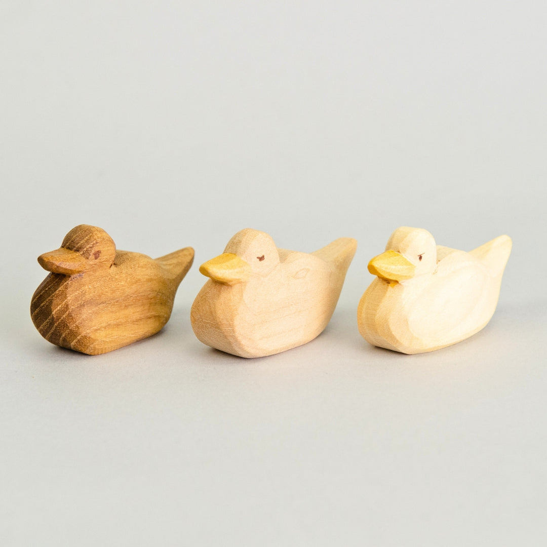 P023 Predan Duck Swimming