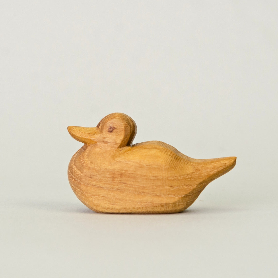P023 Predan Duck Swimming