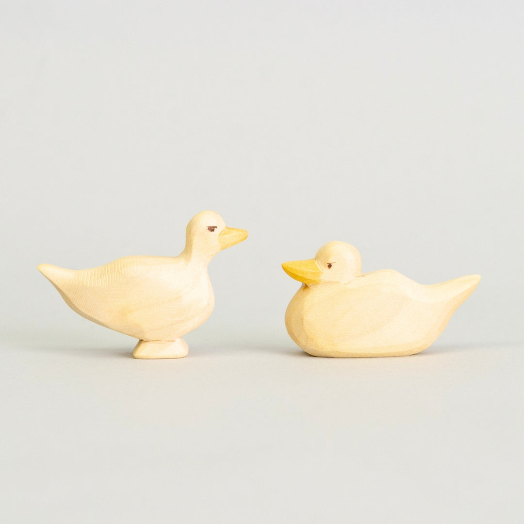 P023 Predan Duck Swimming