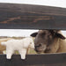 SN-Y22004 Senger Animal Kid - Sheep - Retired Product